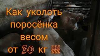 Как уколоть поросёнка весом от 30 кг!