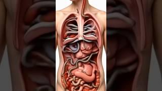 3D Visualization of Parasitic Infection in the Intestine | Human Body digestive system