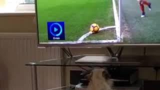 Dog  confused after watching mesut ozil kick a corner on television 