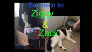 Say Hello to Zack and Ziggy!