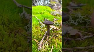 Псевдоговорушка  бокаловидная Pseudoclitocybe cyathiformis Говорушка mushrooms Clitocybe