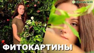 Фитокартины Flowall | Фитомодули | Вертикальное озеленение