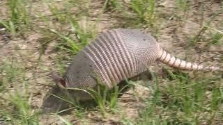 Armadillo