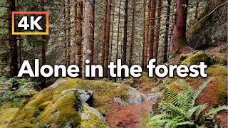 Relaxing Walk alone in the wild Alpine forest in the rain. 4K ASMR