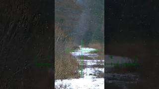 Deer Hunting with the DNT Zulus!  Pop over to Rugergundog for the hunt
