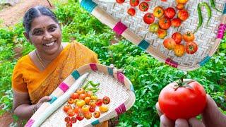 நம்ம தோட்டத்து தக்காளி அறுவடை! செவ செவன்னு நாட்டு தக்காளி | Fresh Tomato Harvesting in Our Garden️