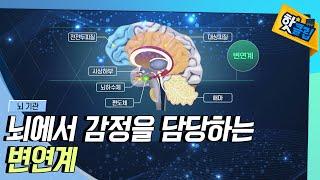 [핫클립] 감정을 담당하는 뇌 기관 / YTN 사이언스