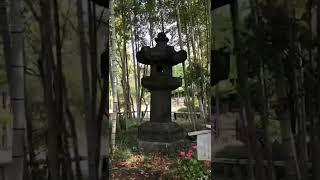 【Learn Japanese in 30s #320】～Walking around TLS ～”shogun tokugawa iemitsu's stone lantern/徳川家光の石燈籠”