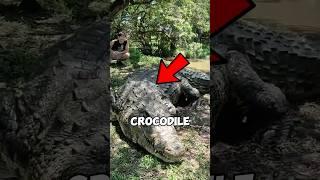 This crocodile has over 10,000 kids #shorts #animals #facts