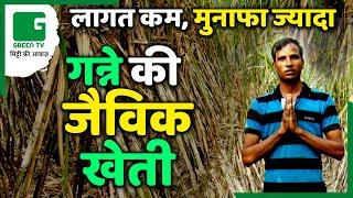 गन्ने की जैविक खेती की पूरी जानकारी  | Organic Sugarcane की खेती - लागत कम, मुनाफा ज्यादा