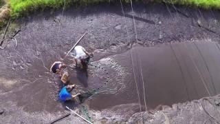 Seining an African Pond at Imperial Tropicals