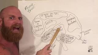 Ginger Billy -The anatomy of a (married) female's brain