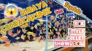 DEV CİKLET AKVARYUM SHOWROOM / BURAYA ÇILDIRACAKSINIZ /DAMIZLIK BALIK ALDIMPETSHOP #hobi#akvaryum