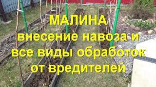 56. МАЛИНА по методу Соболева. Часть 8 - обработка от вредителей по "зеленому конусу".