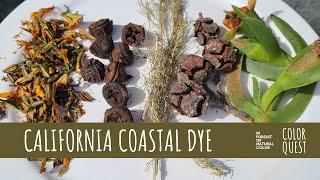 HOW TO MAKE NATURAL DYE FROM COASTAL PLANTS | ORGANIC COLOR | ICE PLANT EUCALYPTUS PINE CONE SAGE