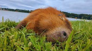 Relaxing Capybara Footage [No Commentary]