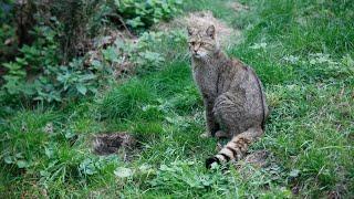 Wilde kat op de weg terug