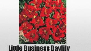 Little Business Dwarf Reblooming Daylily