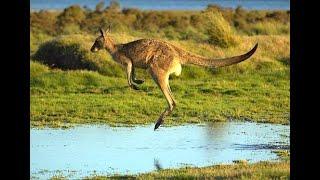 Kangaroo fun facts I Baby Kangaroo jumping and running I Australian Kangaroo I Learn about Kangaroos