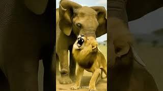 Angry Lion Launches Brutal Attack on Elephant in Wild #wildlife #lion #animals