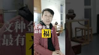 金鱼文化 第27集 - 文种金鱼最有福