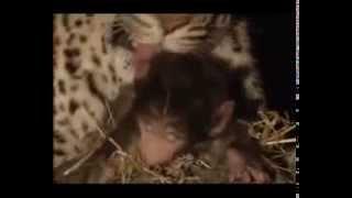 Leopard  and The little Monkey (Леопард и обезьянка) fondness Leopard