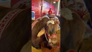  #animals #eid #cow #bakra #qurbani #ziba #beautiful #bari #eiduladha #sacrifice