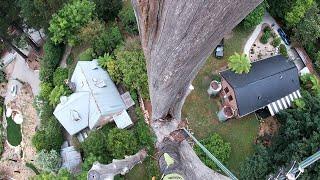 Big dead tree removal