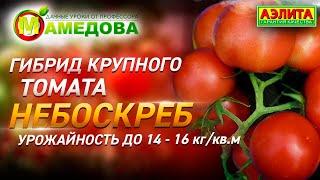 Гибрид крупного томата Небоскреб. Урожайность до 14 - 16 кг/кв.м.