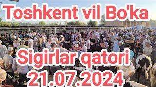 Toshkent vil Bo'ka tumani mol bozori sigirlar qatori sigirlar egasi️+998999862379