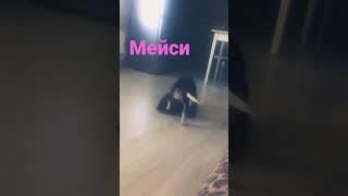 Смешное видео Бигль мейси