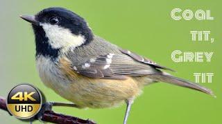 Cutest Coal tit (Periparus ater) or Grey tit (Parus afer) birds in bird sanctuary / पक्षी अभयारण्य