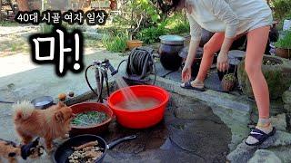 40대 시골 여자 일상ㅣ마! 캐서 술안주~ㅣ가을 열매들 파밍!!ㅣ잡초 같은 고들빼기 캐서 김치 담그기