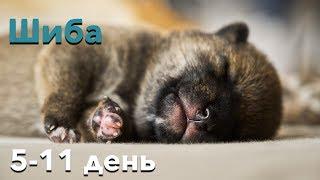 Щенок Шиба Ину (5-11 день)