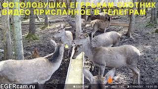 Олени Кабаны Видео с фотоловушки ЕГЕРЬКАМ ОХОТНИК SiFar (WillFine) 4.8 CG присланное в Telegram