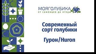 Голубика Гурон/Huron