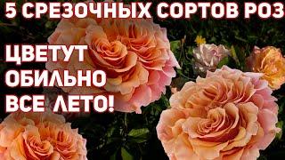 ТОП 5 - Срезочных роз для средней полосы России, цветут обильно и ярко весь сезон!