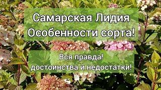 Самарская Лидия. Особенности сорта. Достоинства и недостатки!