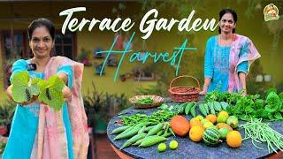 Terrace Garden /వద్దన్నా, కాస్తూనే ఉంటే కొత్త మొక్కలు ఎప్పడు పెట్టాలి ?  @MADGARDENER