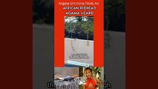 Angela Simmons Finds An African Redhead Agama Lizard Celebrity Animal Encounters Interactions Video