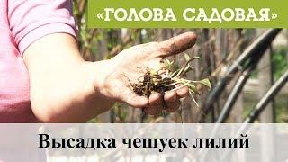 Голова садовая - Высадка чешуек лилий