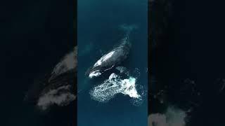 Blue Whale dron video