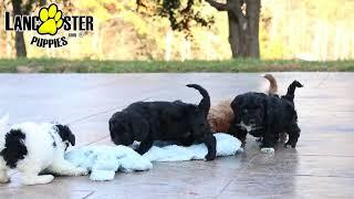 Lively Cockapoo Puppies