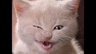 смешное видео 6 ( жил был пёс ) cat compilation,