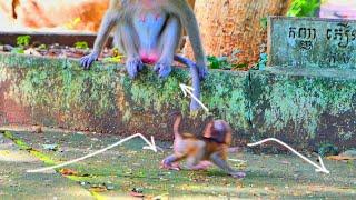 Please be careful baby monkey SARIKI don't friendly with other monkey that not close with your mom.