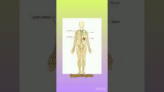 Lymphatic system #shorts#craze in pharma