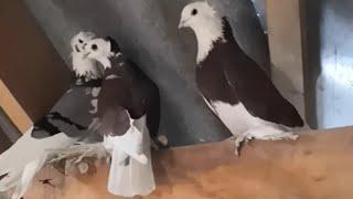 МОЙ ГОЛУБЕЙ АКУШЫ И ТАЖИКИСТАНА .ЛИЁТ И ИГРА .Pigeons