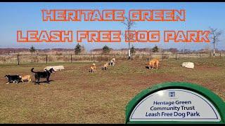 Heritage Green Leash-Free Dog Park - Having Fun & Zooming