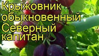 Крыжовник обыкновенный Северный капитан. Краткий обзор, описание ribes grossularia Severnyi kapitan