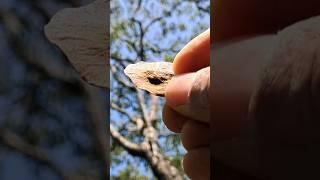 When struck with an iron hammer, what happens to a Venga tree seed?